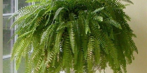 Da li je moguće držati paprat kod kuće